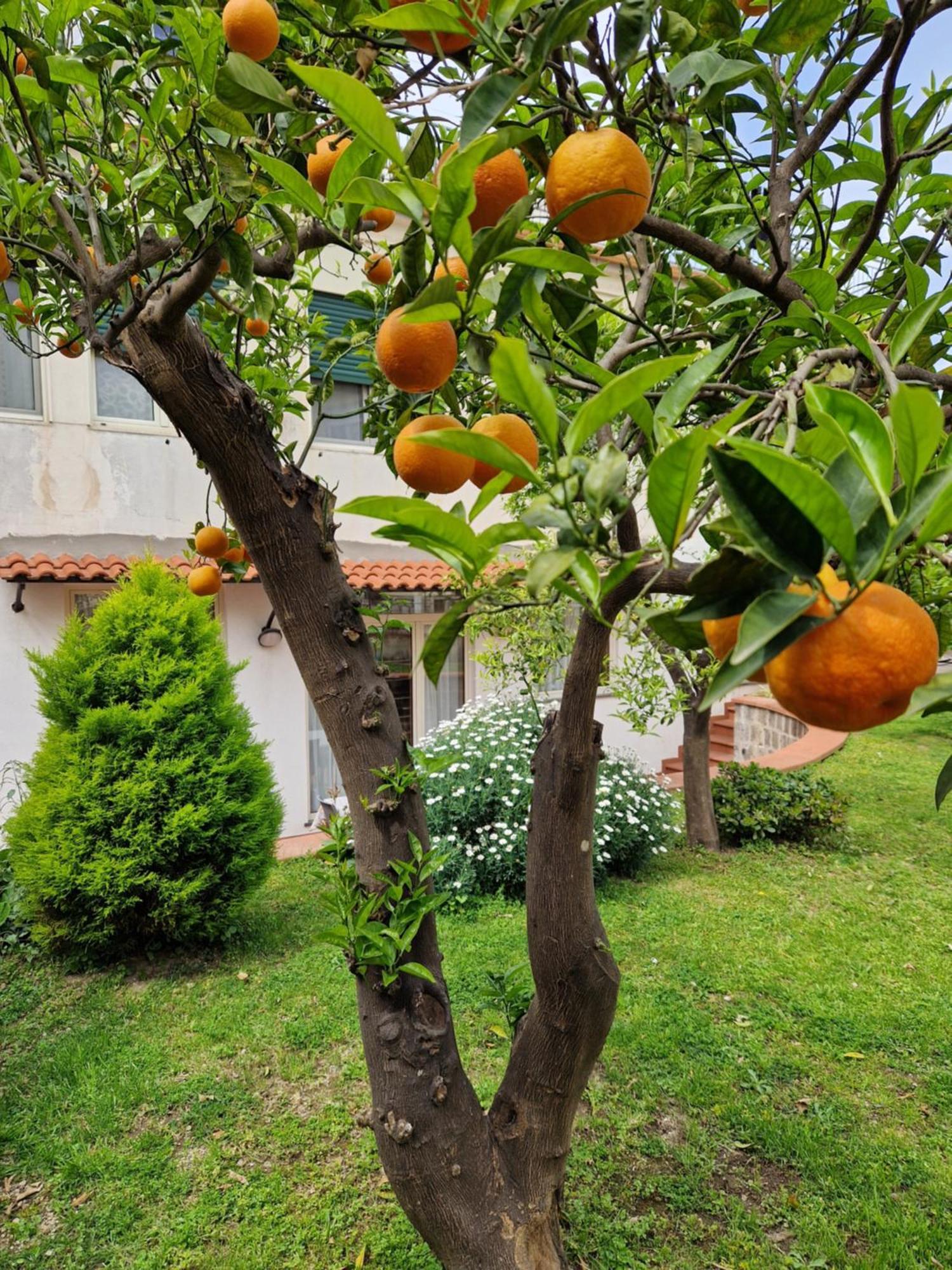 Apartamento Il Giardino Dei Gigli Meta Exterior foto